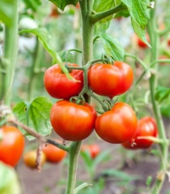 Tomates en su planta - Caña Nature